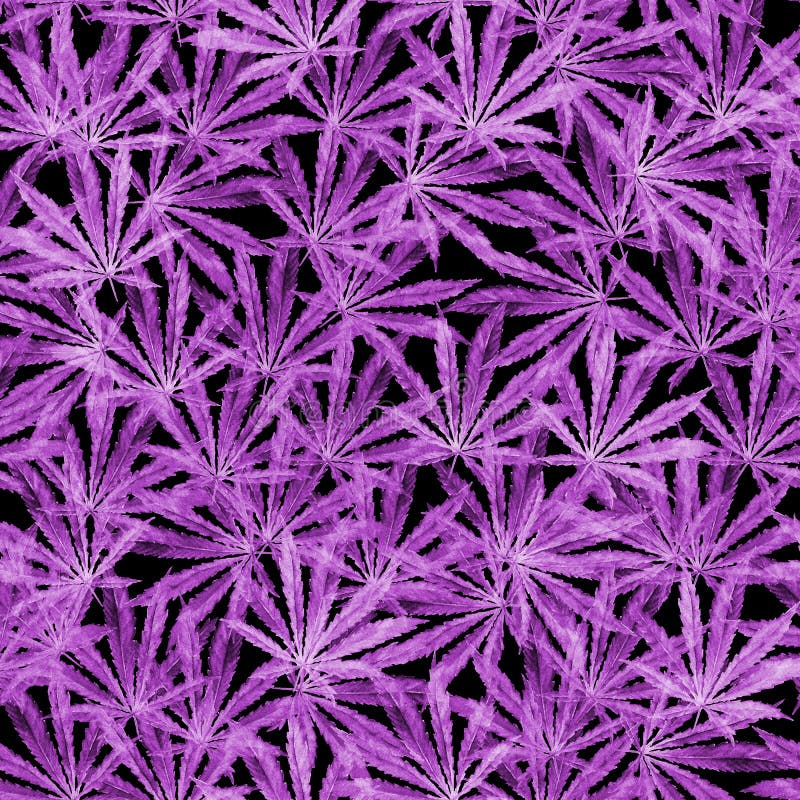 Листья конопли фиолетовые