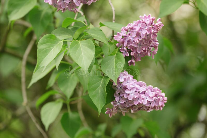 Purple lilac flower on bush closeup, outdoor photo. Purple lilac flower on bush closeup, outdoor photo