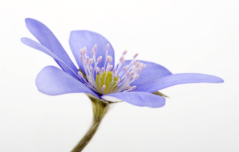 фиолет гиацинта цветка стоковое фото. изображение насчитывающей зеленый ...