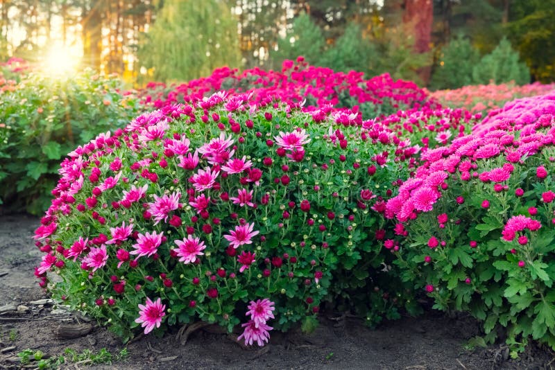 Фиолетовая и розовая хризантема цветет на flowerbed на заходе солнца стоковое изображение