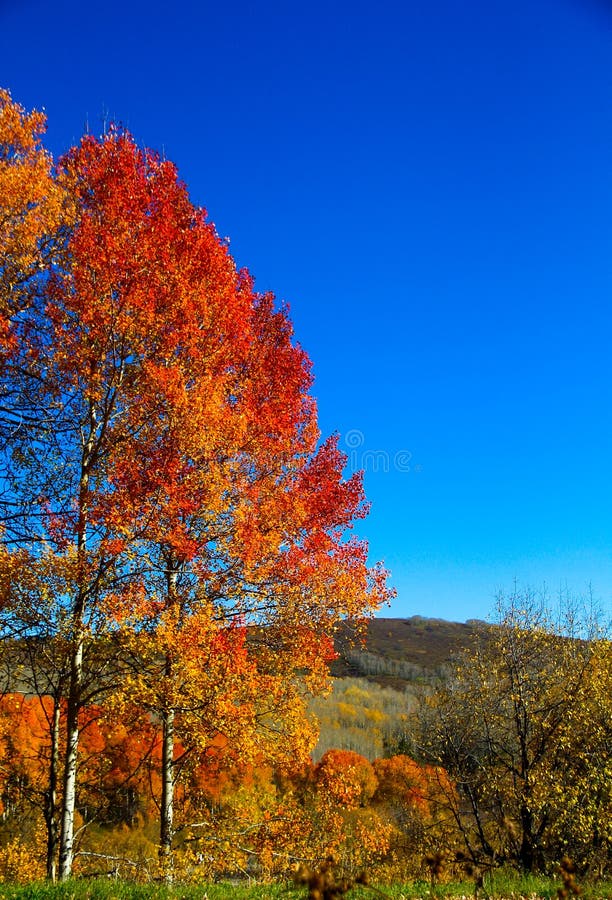 Bright purple-yellow aspens against a blue sky and other yellow vegetation creating a strong contrast of colors. Bright purple-yellow aspens against a blue sky and other yellow vegetation creating a strong contrast of colors