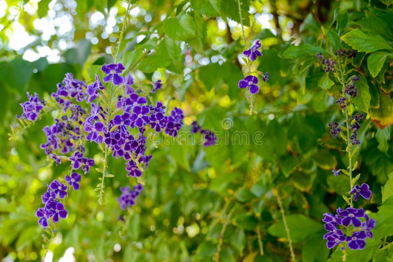 Фиолетовый duranta темный. Цветок repens duranta. Закрыть поднимающий duranta repens вайолет вверх стоковое изображение rf