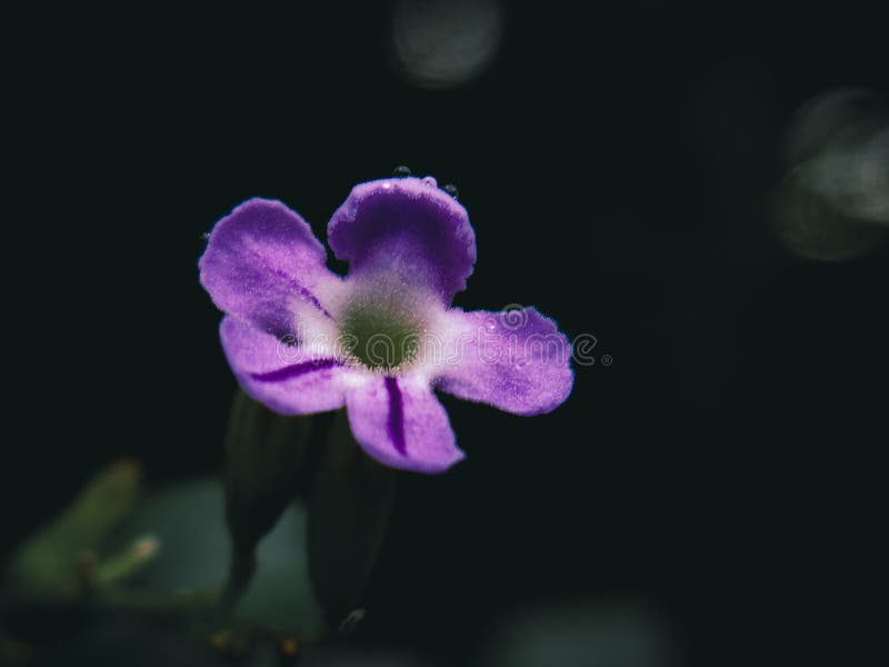 Фиолетовый цветок duranta из своего сада стоковая фотография rf