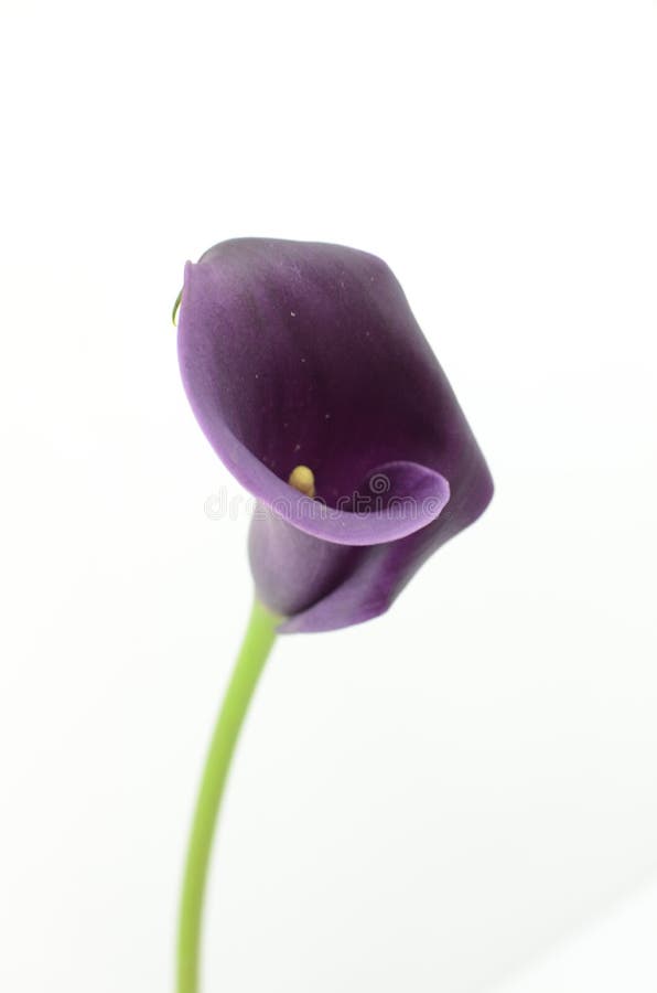 Фиолетовый цветок лилии calla на белизне изолировал предпосылку стоковая фотография rf Фиолетовый цветок лилии calla на белизне изолировал предпосылку стоковая фотография rf