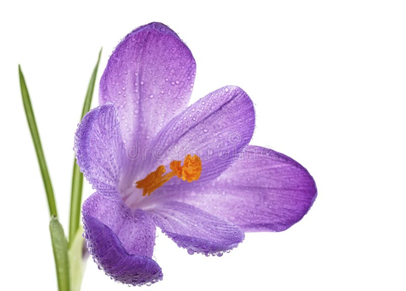 Фиолетовый цветок» с весны на белом фоне капли воды. Выборочный фокус. Iridaceae» стоковое изображение