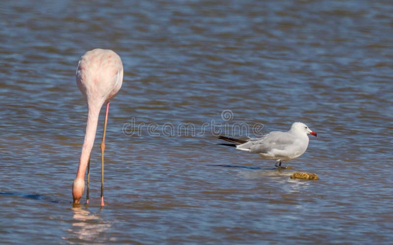 Фламинго Phoenicopterus Roseus стоковые изображения rf Фламинго Phoenicopterus Roseus стоковые изображения rf