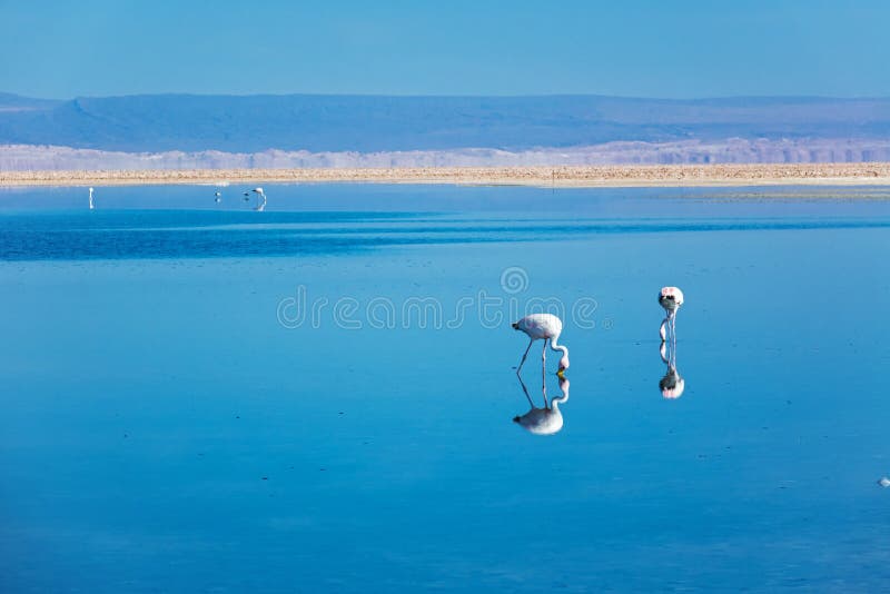 Фламинго в озере соли лагуны Chaxa, пустыне Atacama, Чили, Южной Америке стоковое фото Фламинго в озере соли лагуны Chaxa, пустыне Atacama, Чили, Южной Америке стоковое фото