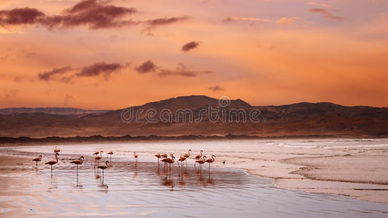Flamingoes on the beach, Atlantic coast of Namibia. Flamingoes on the beach, Atlantic coast of Namibia