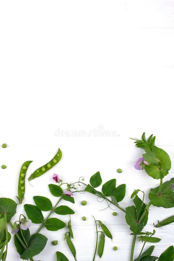 Флористическая herbaceous предпосылка Растущий завод горохов с фиолетовыми цветком, лист и стручками на белой предпосылке стоковые фотографии rf Флористическая herbaceous предпосылка Растущий завод горохов с фиолетовыми цветком, лист и стручками на белой предпосылке стоковые фотографии rf
