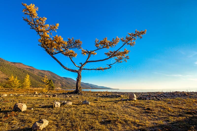 Форма лиственницы необыкновенная на береге Lake Baikal стоковые фотографии rf Форма лиственницы необыкновенная на береге Lake Baikal стоковые фотографии rf