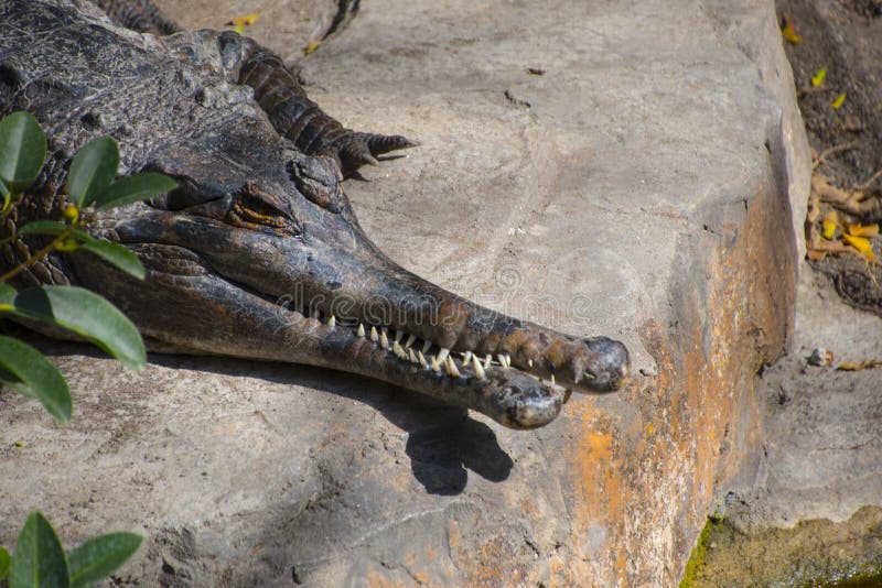 Фото конца-вверх porosus крокодила крокодила соленой воды, также известное как приустьевый крокодил, крокодил Indo-Тихого Океана, стоковое фото Фото конца-вверх porosus крокодила крокодила соленой воды, также известное как приустьевый крокодил, крокодил Indo-Тихого Океана, стоковое фото