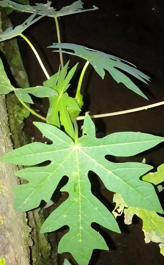 Papaya leaves besides having good benefits for human digestion. Papaya leaves also cannot be overlooked as a good photo object. Papaya leaves besides having good benefits for human digestion. Papaya leaves also cannot be overlooked as a good photo object