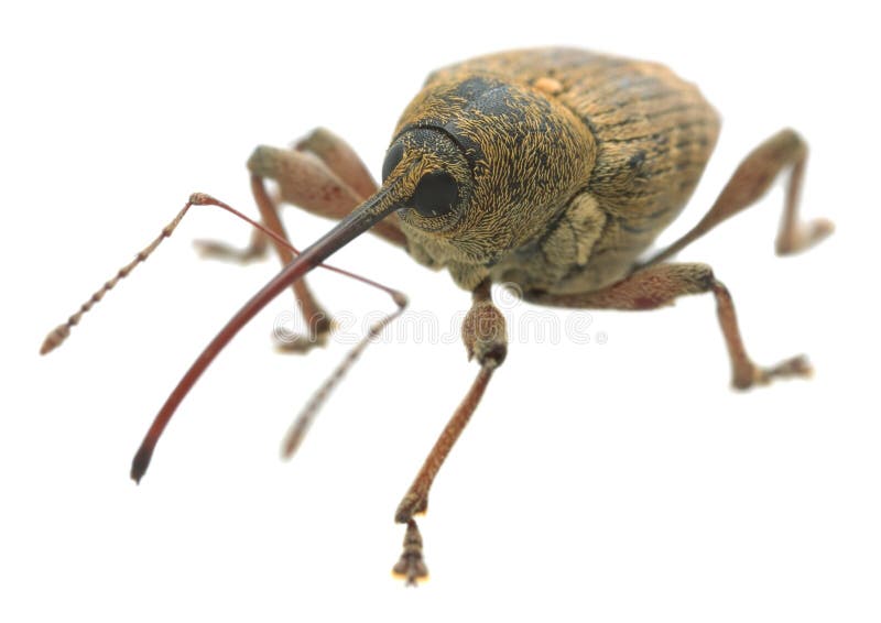 Фото долгоносика гайки, nucum макроса Curculio изолированного на белой предпосылке стоковое изображение rf Фото долгоносика гайки, nucum макроса Curculio изолированного на белой предпосылке стоковое изображение rf