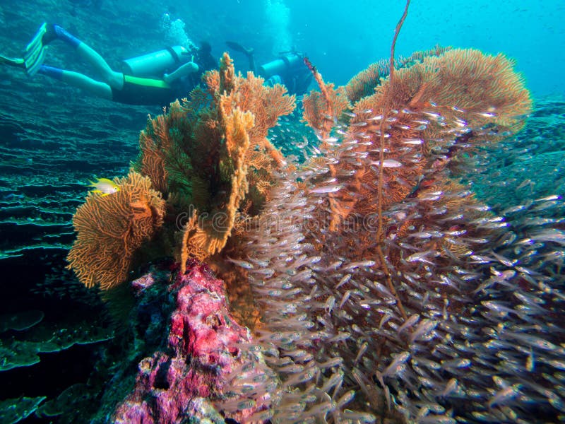 Фото пикирования в Таиланде Пхукете similan стоковые фотографии rf Фото пикирования в Таиланде Пхукете similan стоковые фотографии rf