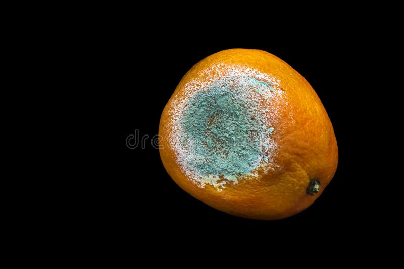 Фото тухлого moldy апельсина, tangerine изолированного на черной предпосылке Фото растущей прессформы Загрязнение пищевых продукт стоковое изображение rf