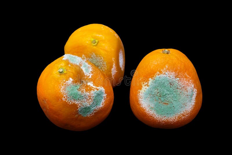 Фото тухлого moldy апельсина, tangerine изолированного на черной предпосылке Фото растущей прессформы Загрязнение пищевых продукт стоковое изображение rf