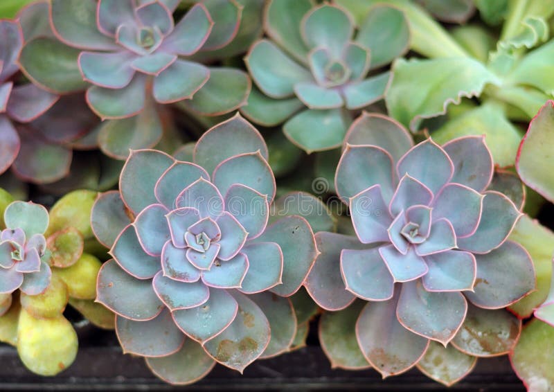 Фотографии echeveria завода стоковое фото