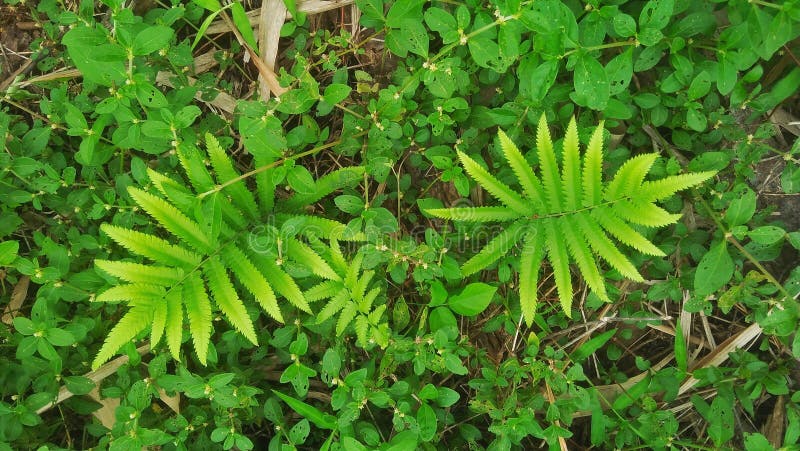 A picture of fren plant or pakis seen from above. A picture of fren plant or pakis seen from above