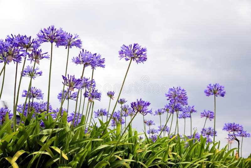 Фотография цветка agapanthus который возникает от цветков Agapanthus Южной Африки голубых стоковые изображения rf