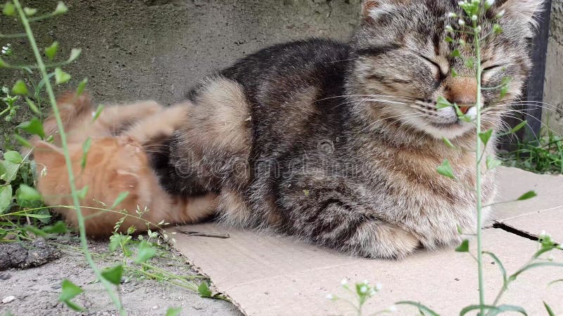 Фриски-апельсиновый котёнок играет со своей заботливой матерью-кошкой. смешной рыжий котенок сток-видео
