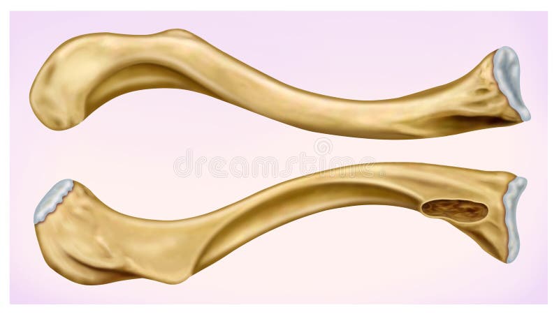 Фронт иллюстрации Clavicula и взгляд со стороны человеческой ключицы, расположенные в верхней anterior части торакса иллюстрация вектора Фронт иллюстрации Clavicula и взгляд со стороны человеческой ключицы, расположенные в верхней anterior части торакса иллюстрация вектора