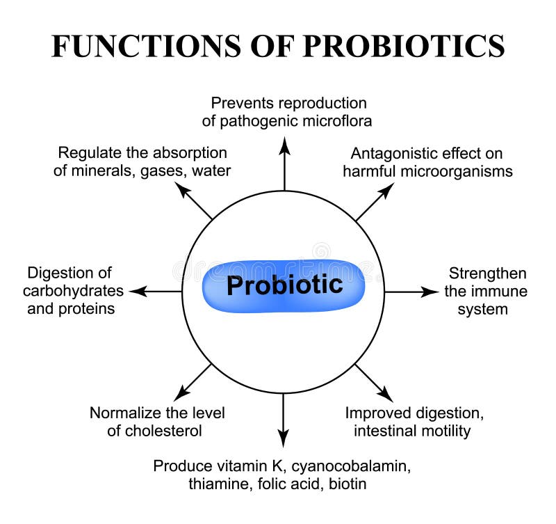 Functions of probiotics. Infographics. Vector illustration on isolated background. Functions of probiotics. Infographics. Vector illustration on isolated background.