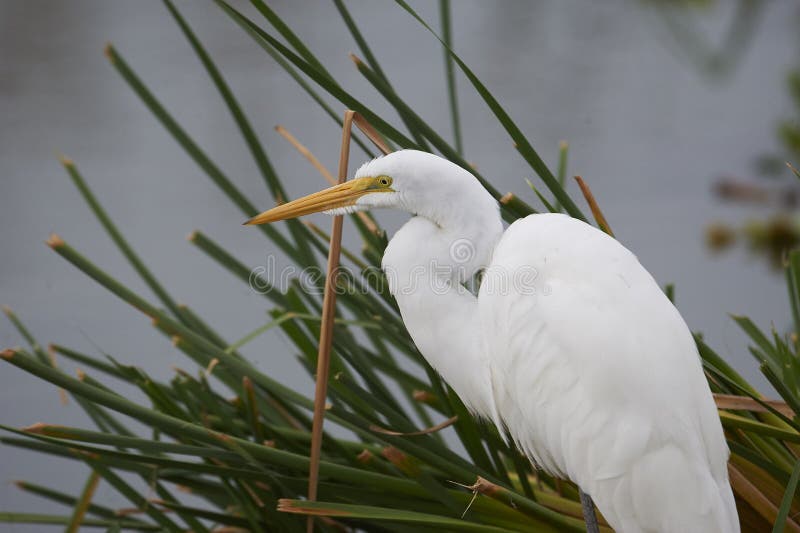Фуражировать большого Ardea Egret alba вдоль края озера Chapala стоковые изображения