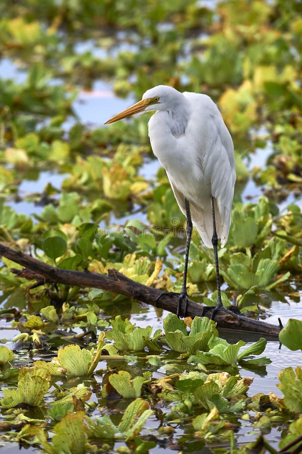 Фуражировать большого Ardea Egret alba среди гиацинтов воды стоковые изображения rf
