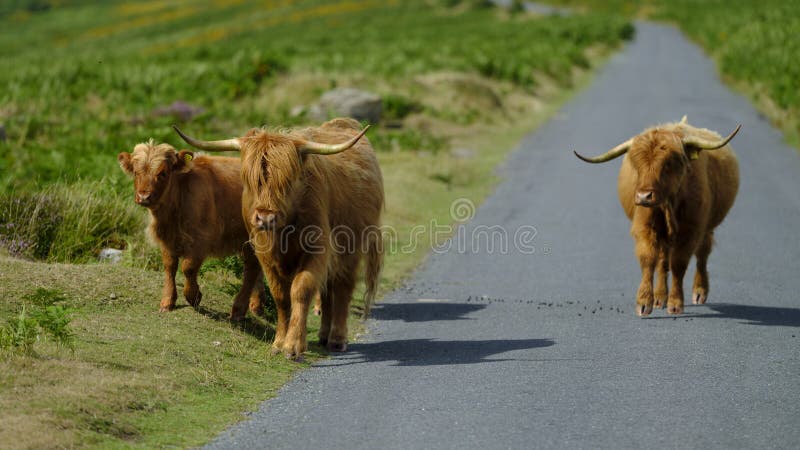 Dartmoor, UK - August 2, 2018:  Highland Cattle on Dartmoor roam free and wide, Devon, UK. Dartmoor, UK - August 2, 2018:  Highland Cattle on Dartmoor roam free and wide, Devon, UK