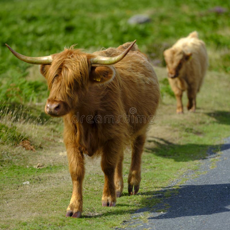 Dartmoor, UK - August 2, 2018:  Highland Cattle on Dartmoor roam free and wide, Devon, UK. Dartmoor, UK - August 2, 2018:  Highland Cattle on Dartmoor roam free and wide, Devon, UK