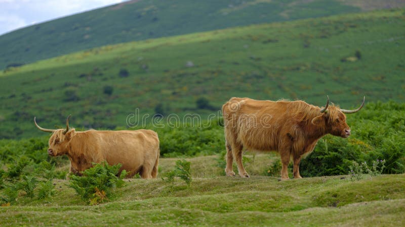 Dartmoor, UK - August 2, 2018:  Highland Cattle on Dartmoor roam free and wide, Devon, UK. Dartmoor, UK - August 2, 2018:  Highland Cattle on Dartmoor roam free and wide, Devon, UK