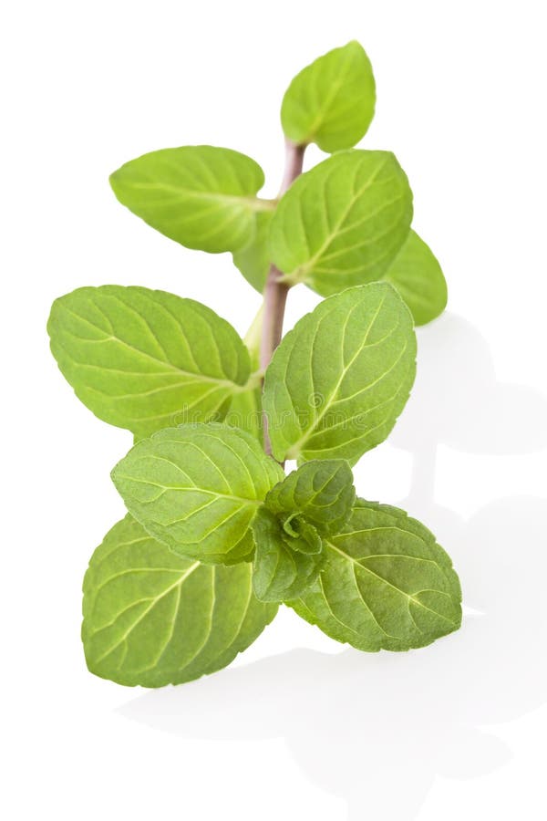 Peppermint twig on white background with reflection. Healthy living. Aromatic culinary herbs. Peppermint twig on white background with reflection. Healthy living. Aromatic culinary herbs.