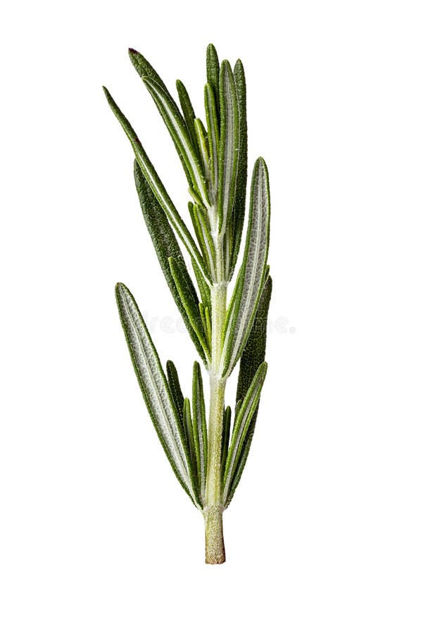 Rosemary twig isolated on white background. Rosemary twig isolated on white background