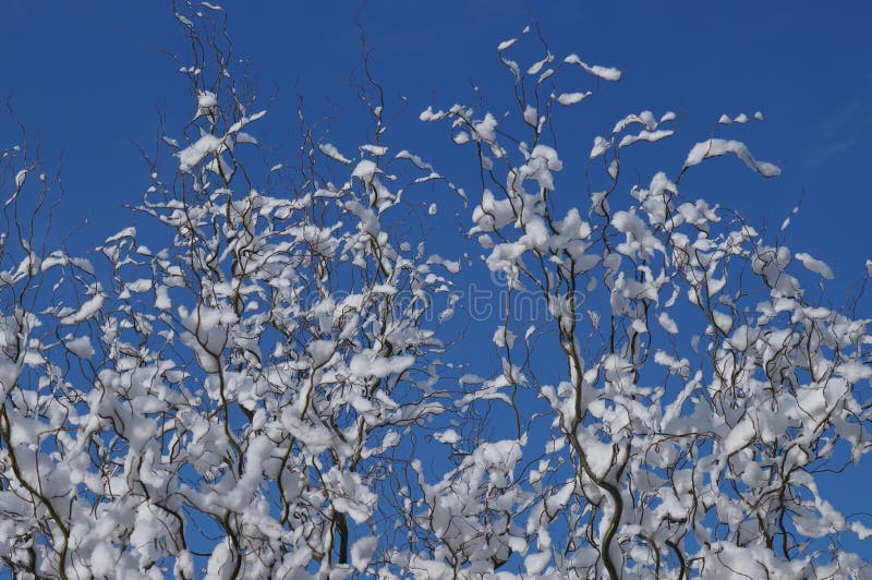 Хворостины вербы замотки покрытые с белым снегом на голубом небе