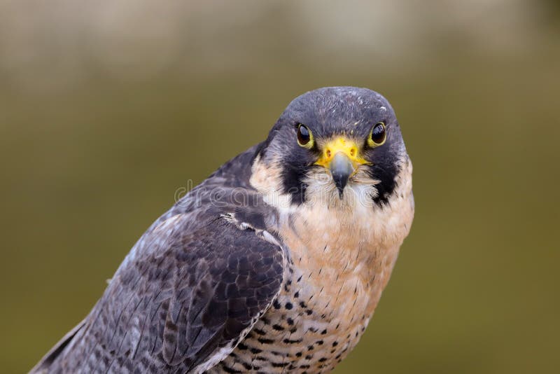 Хищная птица peregrinus Falco сапсана стоковые изображения rf Хищная птица peregrinus Falco сапсана стоковые изображения rf