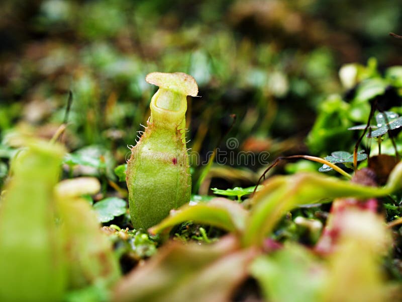 хищные плотоядные обезьяньи чашки растят тропические кувшины nepenthes mirabilis стоковые фото
