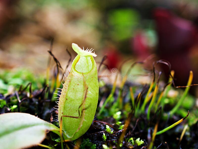 хищные плотоядные обезьяньи чашки растят тропические кувшины nepenthes mirabilis стоковая фотография rf