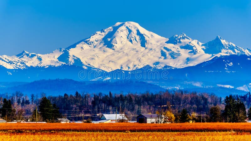 Mount Baker, a dormant volcano in Washington State viewed from the Blueberry Fields of Glen Valley near Abbotsford British Columbia, Canada under clear blue sky on a nice winter. Mount Baker, a dormant volcano in Washington State viewed from the Blueberry Fields of Glen Valley near Abbotsford British Columbia, Canada under clear blue sky on a nice winter