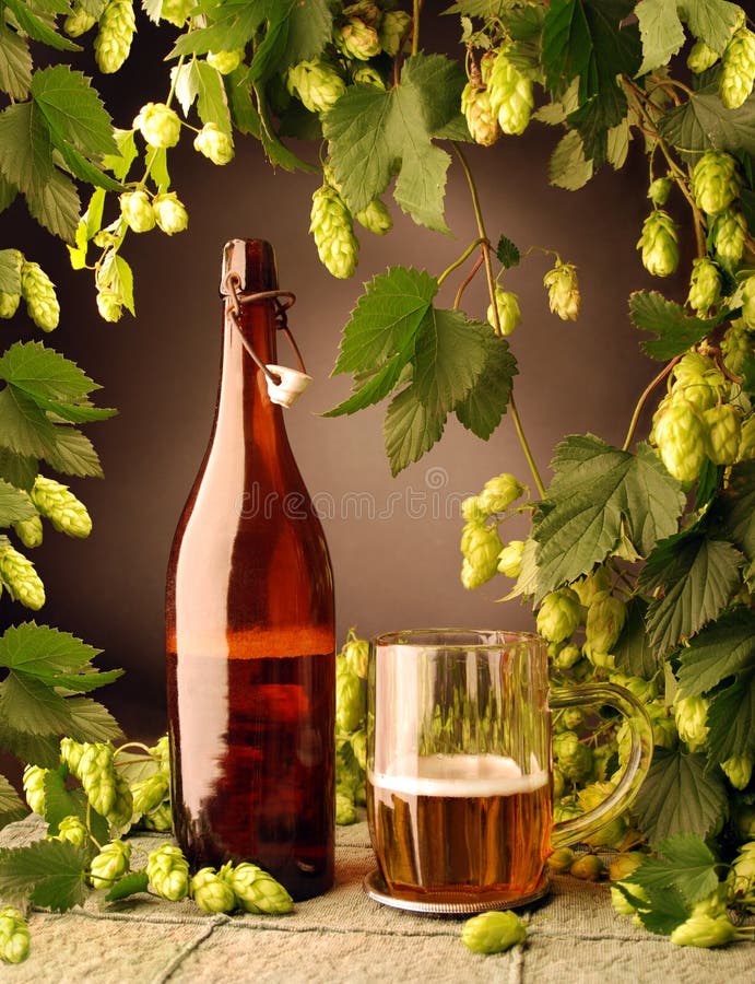 Still life with beer and hop plant in retro style. Still life with beer and hop plant in retro style