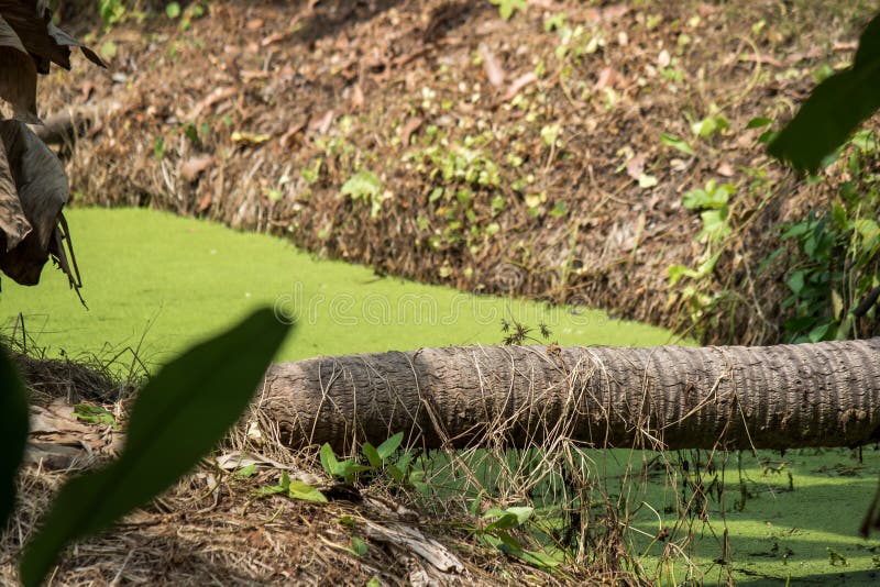 Хобот кокосовой пальмы клал вниз как мост через рев покрытый Duckweed в сельской местности Таиланда стоковые фотографии rf Хобот кокосовой пальмы клал вниз как мост через рев покрытый Duckweed в сельской местности Таиланда стоковые фотографии rf