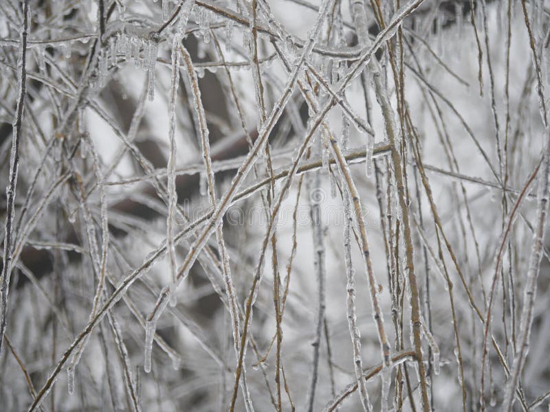Холодный фон веток ивы, покрытых льдом