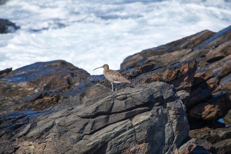 Худеньк-представленный счет curlew стоковая фотография