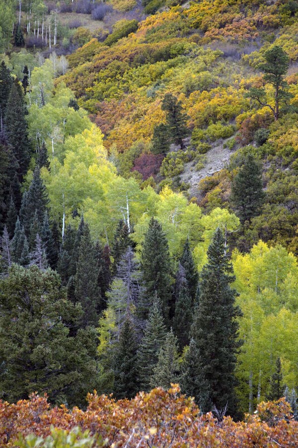 Autumn Fall color of conifer trees & aspens and oak bushes near Ridgway Colorado America. Autumn Fall color of conifer trees & aspens and oak bushes near Ridgway Colorado America