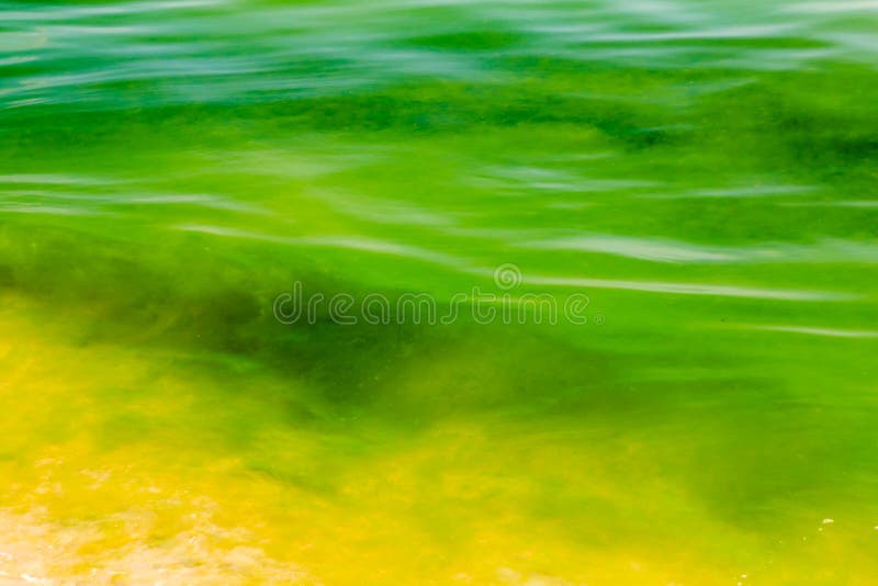 Цветене зеленых водорослей на тропическом море стоковые фото