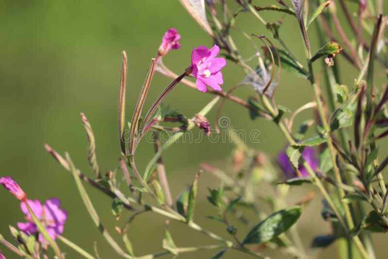 цветение большой волосатый Willowherb эпилобий гирсутум растение в природе стоковые изображения