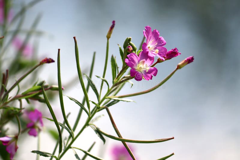цветение большой волосатый Willowherb эпилобий гирсутум растение в природе стоковое изображение rf
