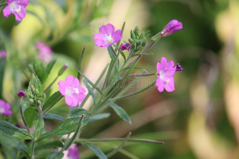 цветение большой волосатый Willowherb эпилобий гирсутум растение в природе стоковые изображения rf