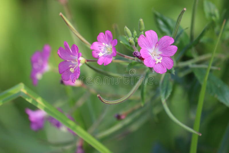 цветение большой волосатый Willowherb эпилобий гирсутум растение в природе стоковая фотография