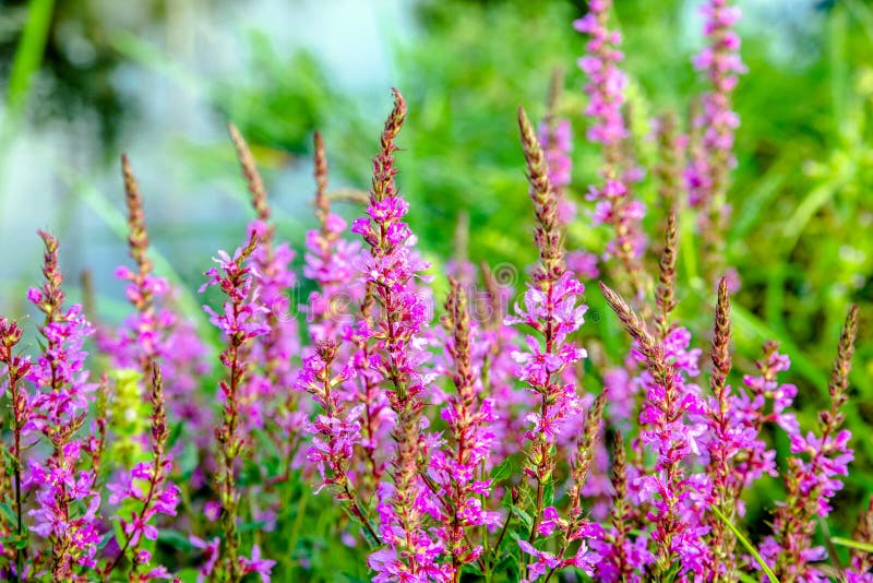 Цветеня Fireweed стоковые фотографии rf Цветеня Fireweed стоковые фотографии rf