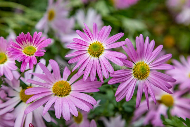 цветет osteospermum стоковые изображения цветет osteospermum стоковые изображения